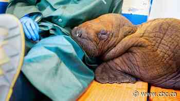Walrus calf that received 'round-the-clock cuddling' treatment after Alaska rescue dies