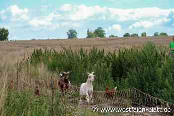 Enger: Hier wachen keine Hunde, hier wachen Ziegen!