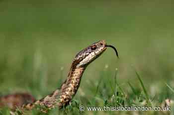 Map of snake sightings in London amid RSPCA warning