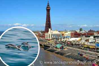 Dolphin spotted diving in an out of the sea in Blackpool