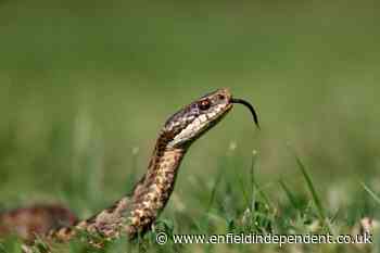 Map of snake sightings in London amid RSPCA warning