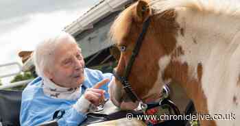 Tiny therapy pony Monet 'lights up the faces' of residents in a Cramlington care home