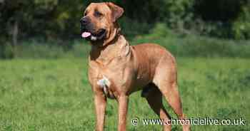 RSPCA calls for ban on four dog breeds to be lifted in 'urgent' UK law change