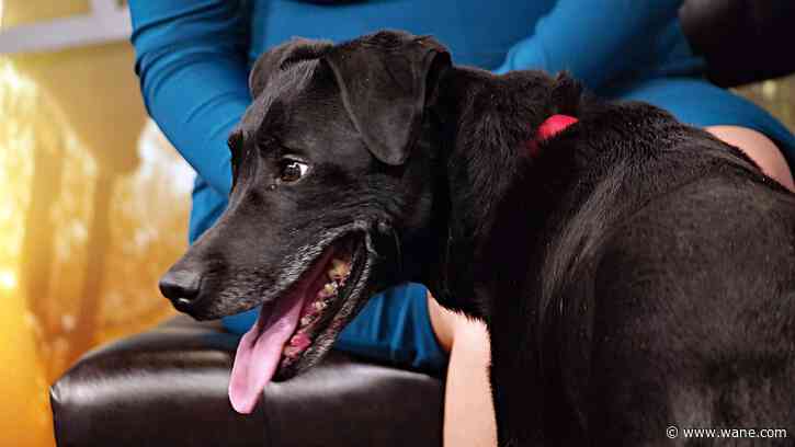 Special student volunteer sessions at Fort Wayne Animal Care and Control