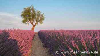 Riesiges Labyrinth aus Lavendel ist auf jeden Fall einen Besuch wert
