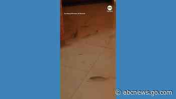 WATCH:  Fish swim around house after Philippines flooding