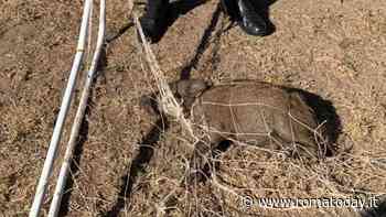Carabinieri liberano un cucciolo di cinghiale impigliato in una rete da calcetto