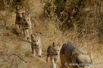 Researchers Have Identified a New Pack of Endangered Gray Wolves in California