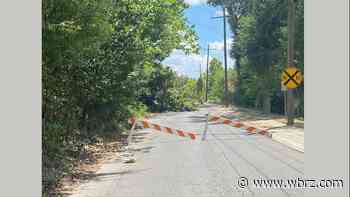 Section of Louise Street blocked by fallen tree