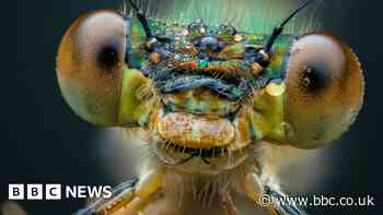 Incredible photos of 'wee beasties' in Glasgow park