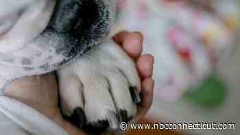 Meet adoptable dogs at the farmer's market in West Hartford