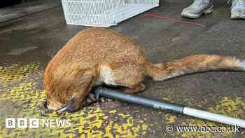 Fox in a fix rescued from hole in floor in Birmingham