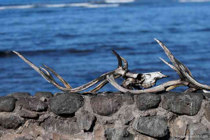 Survivors of the deadly Maui wildfire start returning to ruins. The death toll is likely to rise