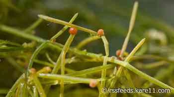 Help look for invasive species in Minnesota lakes next weekend
