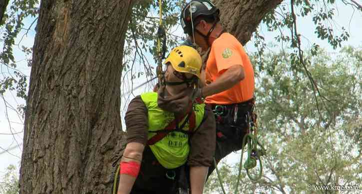 International Tree Climbing Competition comes to Albuquerque
