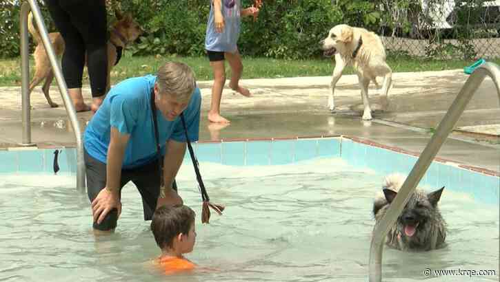 Dogs welcomed at Albuquerque pool for 'Doggy Paddle' event