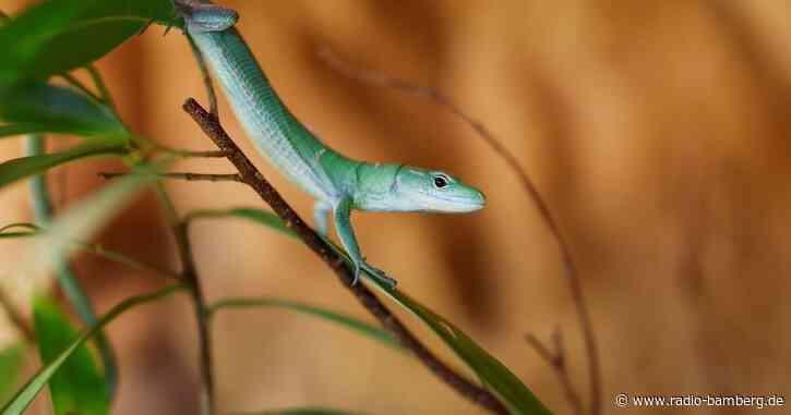 Reptilien als Haustiere – Faszination mit Folgen