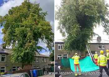 Waterfoot residents' anxiety over 40ft tree 'blocking light'