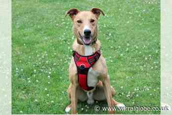 Wirral Globe dog of the week: Remington needs forever home