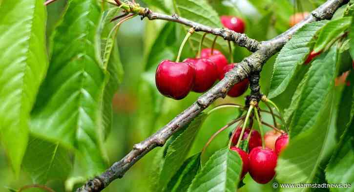 Landkreis Bergstraße: Ab jetzt wieder Obstbäume bestellen – Abteilung „Ländlicher Raum“ bietet 94 Sorten an
