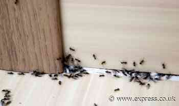 ‘Effective’ and ‘safe’ methods to ‘repel’ ants without using ‘pesticides or chemicals’