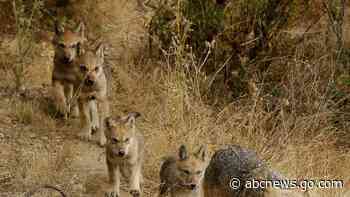 Researchers have identified a new pack of endangered gray wolves in California