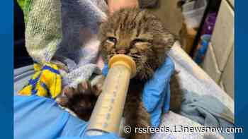 Bobcat kittens in poor health taken in by Southwest Virginia Wildlife Center, rehab presents challenges