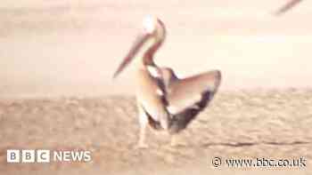 Blackpool Zoo comes close to recapturing pelican scared by gulls