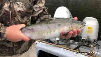Pink salmon spotted in N.L. waters could be from 1960s stocking program — or from Russia