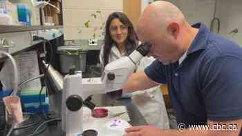 This Sask. lab is studying agricultural pests — even before they arrive on the Prairies