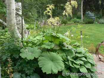 Astilboides are a gentle giant for your shady Saskatchewan garden