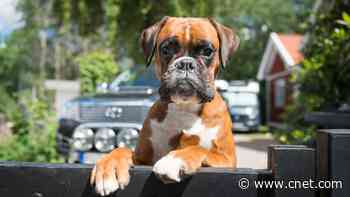 Experts Discuss Whether Your Dog Can Actually Prevent Home Break-Ins     - CNET