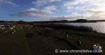Call for witnesses after swan killed by car at Northumberland park