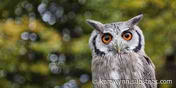 How Global Investment Firm KKR Is Making Public Libraries Far Worse