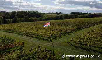 English wine producers predict 'best harvest in 15 years' after dry June and rainy July