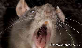 Rats in House of Commons are so out of control that pest control cat can't be deployed