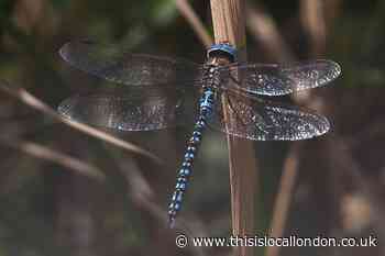Wild Things: Rare dragonflies brighten up dismal July days