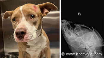 Dog found in North Miami with apparent bullet hole to the head; receiving medical treatment
