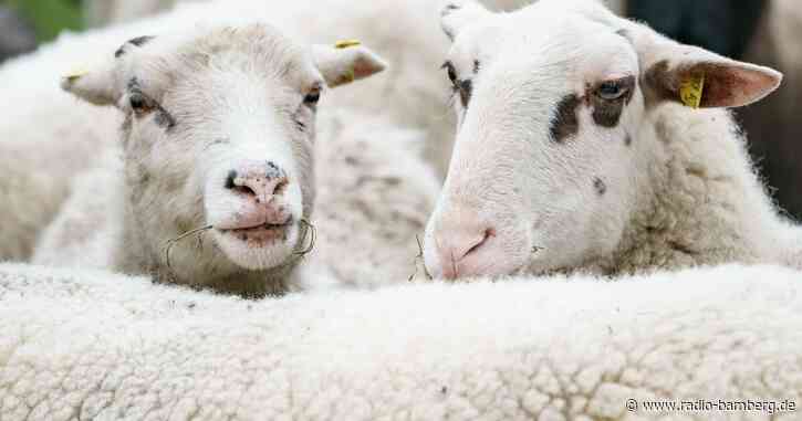 «Geisterschaf» sorgt für Sperrung auf der A99