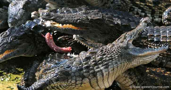 Researchers Stumble Upon Disturbing Discovery After Playing Human Baby Noises Near Nile Crocodiles