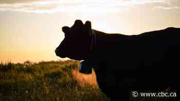 U of A research team studying tech that can corral cattle with the touch of an iPhone
