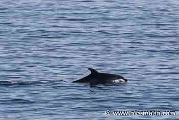 Un dauphin retrouvé mort sur la plage du Pont Dulys à Antibes