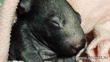 Calls for drivers to take more care as native wildlife casualties of snow season traffic mount