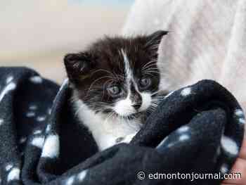 Edmonton animal rescues see alarming rise in cat abandonments
