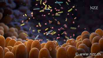 Mikrobiom – um das Modethema ranken sich viele Mythen