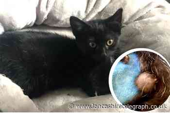 Great Harwood councillor raising funds for cat with hernia