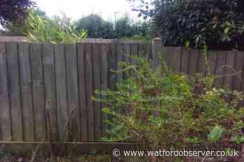 'Shock' as masked man looked into Watford home's window