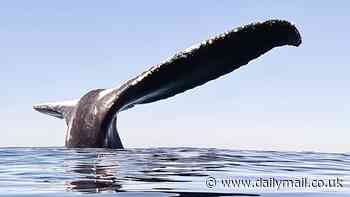 Watch the incredible moment a man encounters a humpback whale seemingly frozen in place while doing a rare 'headstand'