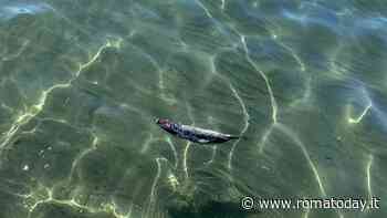 Pesci morti in mare a Ostia: l'allarme tra i bagnanti