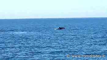 I delfini a largo di Torvaianica incantano i bagnanti